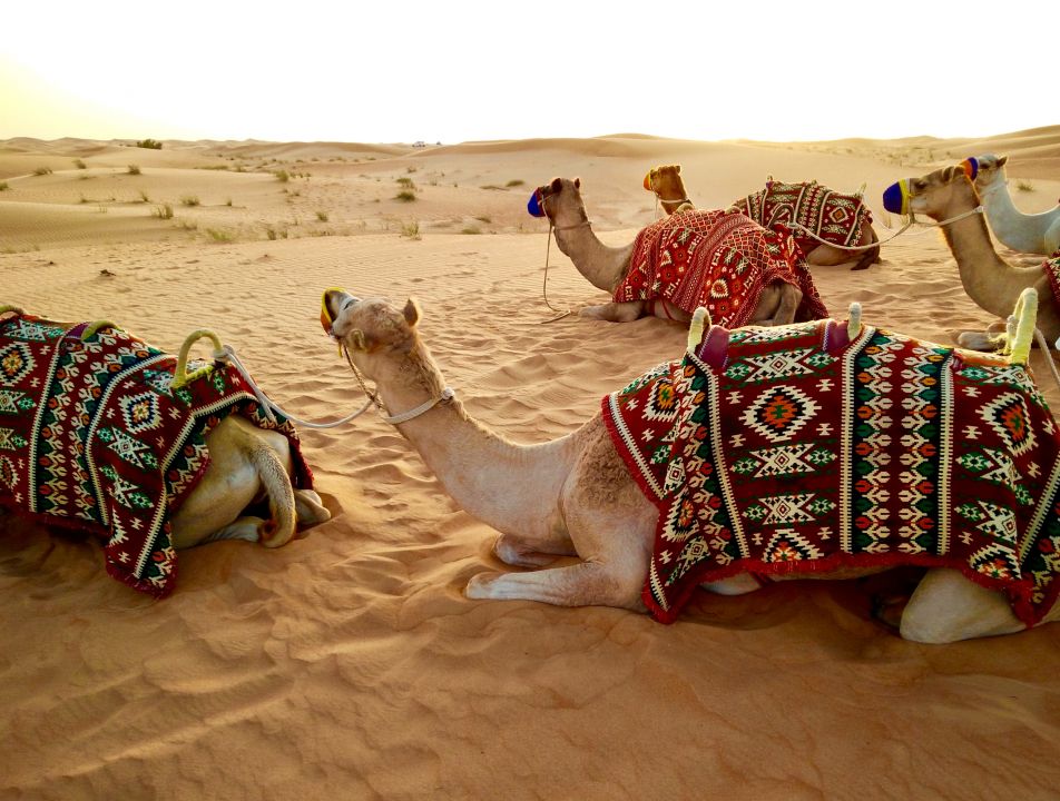 Camal Ride in Rohi Desert